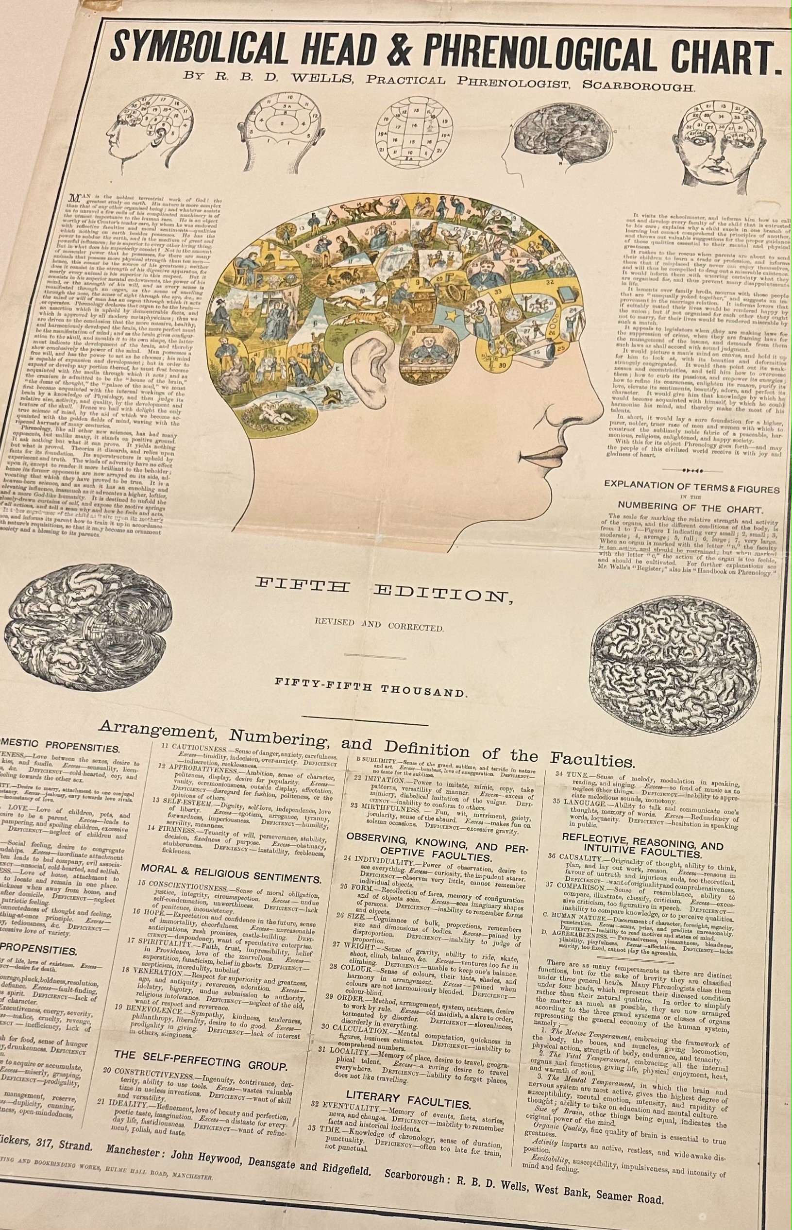 Detailed phrenological head diagram
